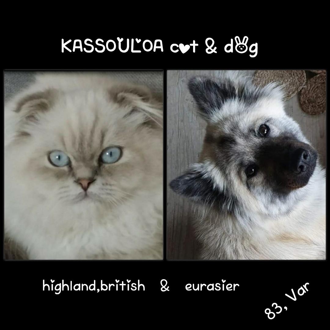 KASSOULOA Cat & Dog